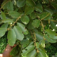 Bridelia retusa (L.) A.Juss.